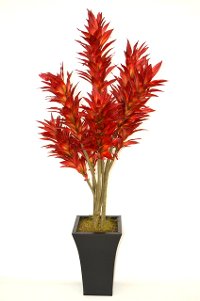 Red Potted Dracaena Arrangement