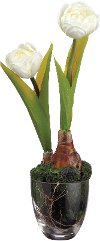 Tulips with Bulbs in Soil Arrangement