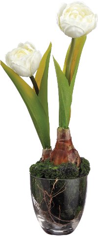 Tulips with Bulbs in Soil Arrangement