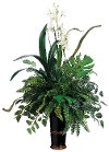 Fern Fittonia Arrangement