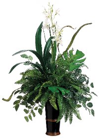 Fern Fittonia Arrangement