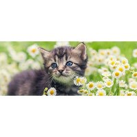 1172402 Kitten in Flowers