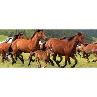 1172388 Horses Running Through Pasture