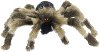 Black and Brown Striped Wolf Spider