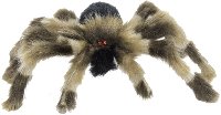 Black and Brown Striped Wolf Spider