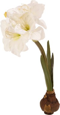 21 Inch White Amaryllis Bulb