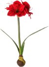 21 Inch Red Amaryllis with Bulb