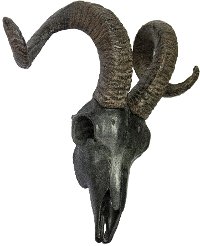 Black and Brown Ram Skull Wall Decor