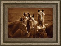 Bad Girls Horses Framed Wall Art