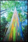 Painted Eucalyptus Framed Wall Art