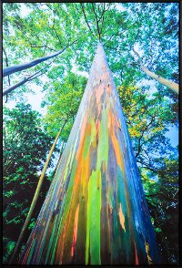 Painted Eucalyptus Framed Wall Art