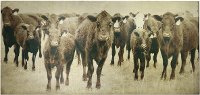 Bovine Photography Canvas Art Work with Gold Leaf Foil