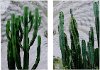 Clearance Assorted Cacti Print Canvas Wall Art