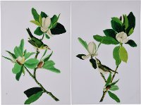 Assorted Magnolia Bloom Canvas Wall Art