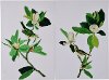 Clearance Assorted Magnolia Bloom Canvas Wall Art
