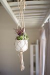 Hanging Macrame Potted Succulent Arrangement