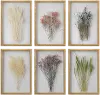 Assorted Preserved Blossoms Wall Art