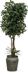 8 Foot Pittosporum Tree with Rock and Yucca Arrangement