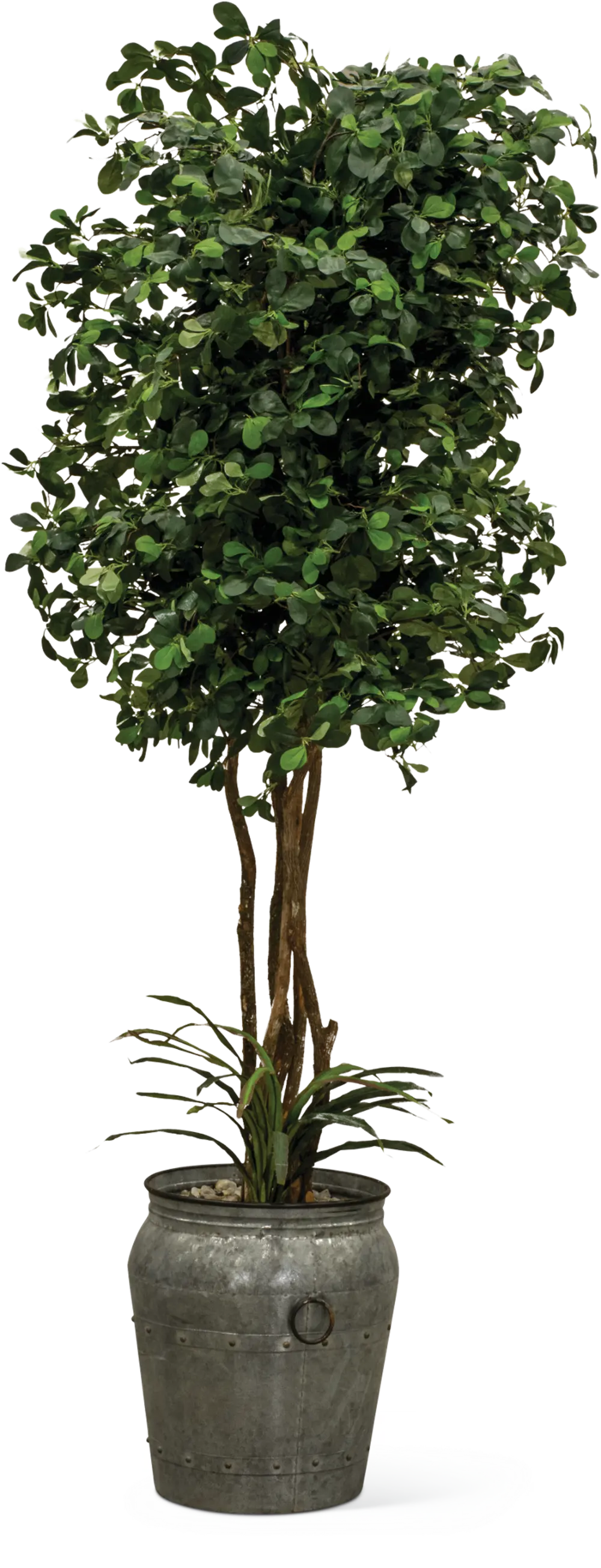 8 Foot Pittosporum Tree with Rock and Yucca Arrangement-1