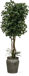 8 Foot Pittosporum Tree with Rock and Yucca Arrangement