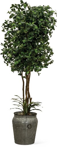 16017 8 Foot Pittosporum Tree with Rock and Yucca Arrangement