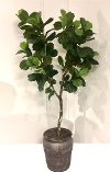 8 Foot Fiddle Leaf Fig Tree Arrangement