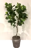 8 Foot Fiddle Leaf Fig Tree Arrangement