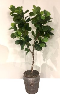 8 Foot Fiddle Leaf Fig Tree Arrangement