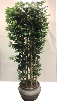 14227 8 Foot Giant Clipped Ficus Tree Arrangement