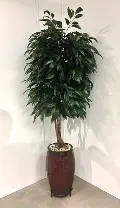 8 Foot Mango Tree with Rock Arrangement