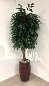 14054 8 Foot Mango Tree with Rock Arrangement