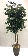 7 Foot Green Olive Tree with Rock Arrangement
