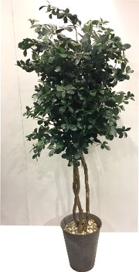 7 Foot Green Olive Tree with Rock Arrangement