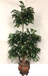 8 Foot Green Mango Ladder Tree Arrangement