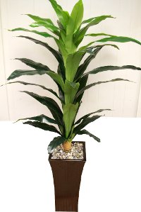 15332 6 Foot Corn Plant Arrangement