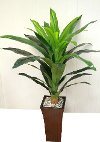 15335 4 Foot Corn Plant Arrangement