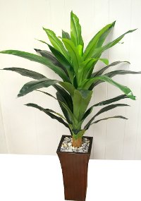 15335 4 Foot Corn Plant Arrangement