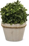 12 Inch Boxwood Ball Arrangement