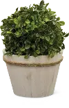 12 Inch Boxwood Ball Arrangement