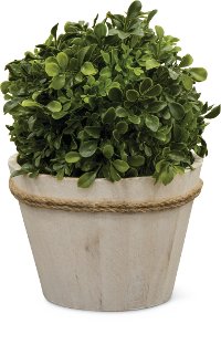 KM378 12 Inch Boxwood Ball Arrangement