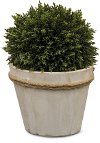 KM377 9 Inch Boxwood Ball Arrangement