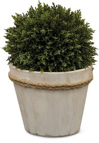 KM377 9 Inch Boxwood Ball Arrangement