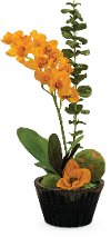 34 Inch Orange Orchids Arrangement With Moss Balls