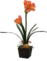 26 Inch Coral Amaryllis Arrangement