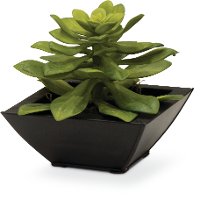 8 Inch Succulent Arrangement In Square Pot