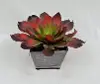 Clearance 9 Inch Red Succulent Arrangement