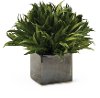 7 Inch Assorted Mini Rye Grass Arrangement in Cube