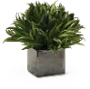 7 Inch Assorted Mini Rye Grass Arrangement in Cube