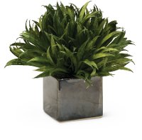 7 Inch Assorted Mini Rye Grass Arrangement in Cube