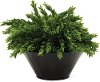 12 Inch Boxwood Arrangement